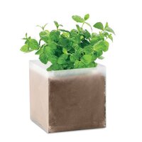 MINT Pflanz-Set Minze