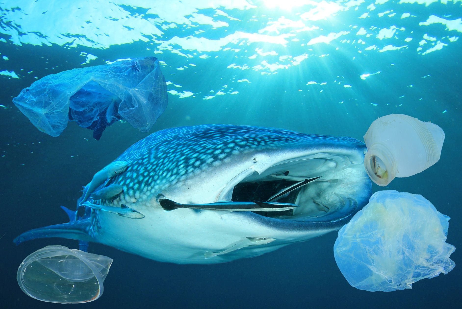 Wal mit Plastik im Wasser